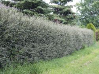 Strauchmispel / Graue Strauchmispel, 60-100 cm, Cotoneaster dielsianus, Containerware