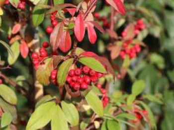 Strauchmispel &#8218;Pendulus&#8216;, 100-125 cm, Cotoneaster watereri &#8218;Pendulus&#8216;, Containerware