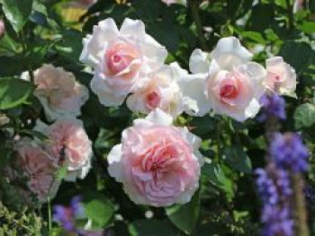 Strauchrose 'Alexandra ® - Princesse de Luxembourg', Rosa 'Alexandra ® - Princesse de Luxembourg', Containerware