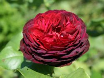 Strauchrose &#8218;Astrid Gräfin von Hardenberg&#8216; ®, Rosa &#8218;Astrid Gräfin von Hardenberg&#8216; ®, Containerware