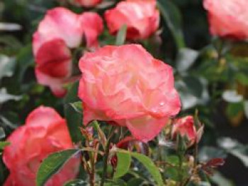 Strauchrose 'Auf die Freundschaft' ®, Rosa 'Auf die Freundschaft' ®, Containerware