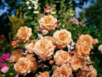 Strauchrose 'Belvedere' ®, Rosa 'Belvedere' ®, Containerware