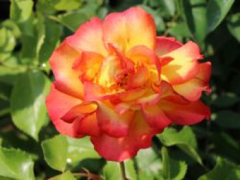 Strauchrose 'Bonanza' ®, Rosa 'Bonanza' ®, Containerware