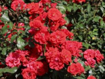 Strauchrose &#8218;Brillant Korsar&#8216; ®, Rosa &#8218;Brillant Korsar&#8216; ®, Containerware