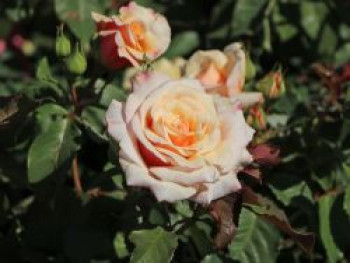 Strauchrose &#8218;Caramella&#8216; ®, Rosa &#8218;Caramella&#8216; ®, Containerware