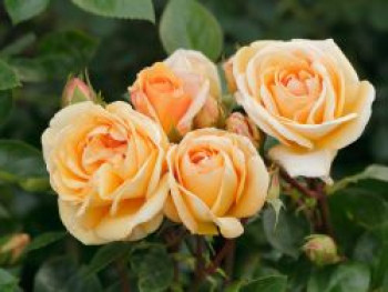 Strauchrose 'Circle of Life' ®, Rosa 'Circle of Life' ®, Containerware