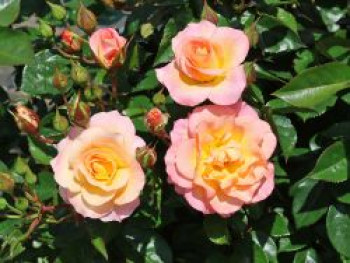 Strauchrose 'Dekora' ®, Rosa 'Dekora' ®, Containerware