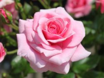 Strauchrose &#8218;Dornröschenschloss Sababurg&#8216; ®, Rosa &#8218;Dornröschenschloss Sababurg&#8216; ®, Containerware