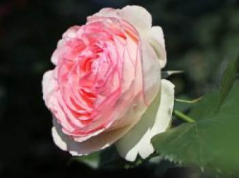 Strauchrose &#8218;Eden Rose 85&#8216; ®, Rosa &#8218;Eden Rose 85&#8216; ®, Containerware