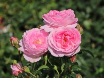 Strauchrose &#8218;Flashlight&#8216; ®, Rosa &#8218;Flashlight&#8216; ® ADR-Rose, Containerware