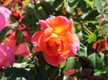 Strauchrose &#8218;Freisinger Morgenröte&#8216; ®, Rosa &#8218;Freisinger Morgenröte&#8216; ®, Containerware