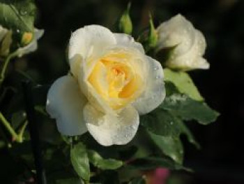 Strauchrose &#8218;Friedenslicht&#8216; ®, Rosa &#8218;Friedenslicht&#8216; ®, Containerware