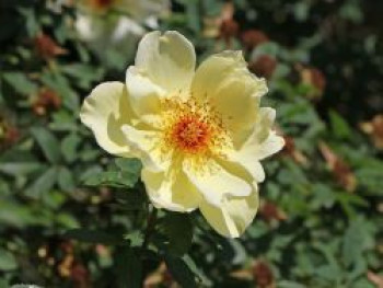 Strauchrose &#8218;Frühlingsgold&#8216;, Rosa &#8218;Frühlingsgold&#8216;, Containerware