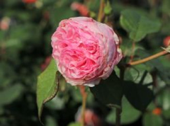 Strauchrose &#8218;Gartenträume&#8216;, Rosa &#8218;Gartenträume&#8216;, Containerware