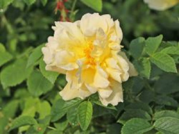 Strauchrose 'Gelbe Dagmar Hastrup' ®, Rosa rugosa 'Gelbe Dagmar Hastrup' ®, Containerware