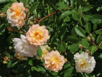 Strauchrose &#8218;Ghislaine de Feligonde&#8216;, Rosa &#8218;Ghislaine de Feligonde&#8216;, Containerware