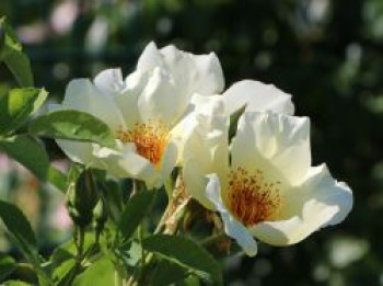 Strauchrose &#8218;Golden Wings&#8216;, Rosa &#8218;Golden Wings&#8216;, Wurzelware