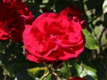 Strauchrose &#8218;Grandhotel&#8216; ®, Rosa &#8218;Grandhotel&#8216; ®, Containerware