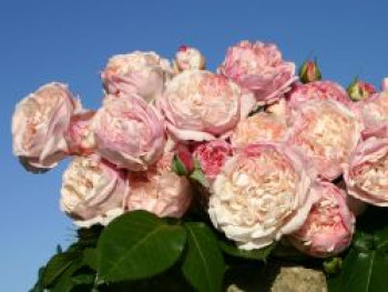 Strauchrose &#8218;Herkules&#8216; ®, Rosa &#8218;Herkules&#8216; ®, Containerware