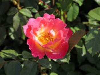 Strauchrose &#8218;Herzogin Friederike&#8216; ®, Rosa &#8218;Herzogin Friederike&#8216; ®, Containerware