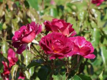 Strauchrose 'Ile de Fleurs', Rosa 'Ile de Fleurs' ADR-Rose, Containerware