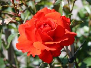 Strauchrose &#8218;Kordes Brillant&#8216; ®, Rosa &#8218;Kordes Brillant&#8216; ®, Containerware