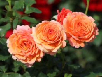 Strauchrose 'Lambada' ®, Rosa 'Lambada' ®, Containerware