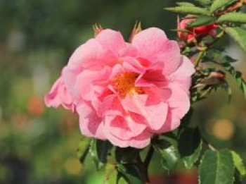 Strauchrose 'Lancelot' ®, Rosa 'Lancelot' ®, Containerware