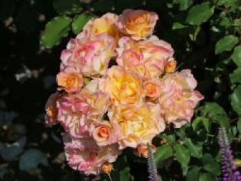 Strauchrose 'LandLust' ®, Rosa 'LandLust' ®, Containerware