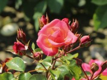 Strauchrose &#8218;Lichtblick&#8217;®, Rosa &#8218;Lichtblick&#8217;®, Containerware