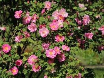 Strauchrose &#8218;Marguerite Hilling&#8216;, Rosa &#8218;Marguerite Hilling&#8216;, Containerware