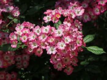 Strauchrose &#8218;Mozart&#8216;, Rosa &#8218;Mozart&#8216;, Containerware