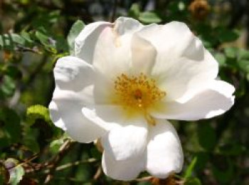 Strauchrose 'Nevada', Rosa 'Nevada', Containerware