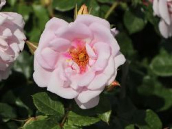 Strauchrose Orienta ® 'Magnolia', Rosa Orienta ® 'Magnolia', Containerware