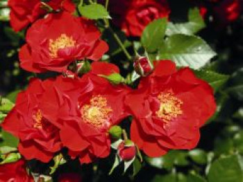 Strauchrose &#8218;Paprika&#8216; ®, Rosa &#8218;Paprika&#8216; ®, Containerware