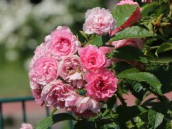 Strauchrose 'Pink Grootendorst', Rosa 'Pink Grootendorst', Wurzelware