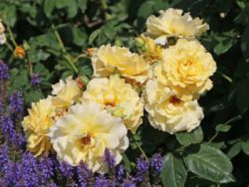 Strauchrose &#8218;Postillion&#8216; ®, Rosa &#8218;Postillion&#8216; ®, Containerware