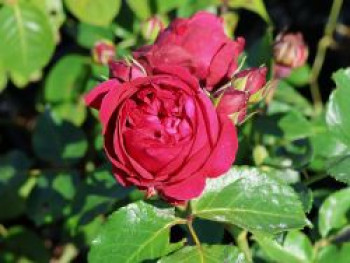 Strauchrose &#8218;Red Eden Rose&#8216; ®, Rosa &#8218;Red Eden Rose&#8216; ®, Containerware