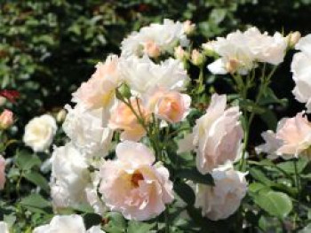 Strauchrose 'Rokoko' ®, Rosa 'Rokoko' ®, Containerware