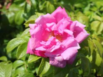 Strauchrose 'Rosa Zwerg', Rosa rugosa 'Rosa Zwerg', Containerware