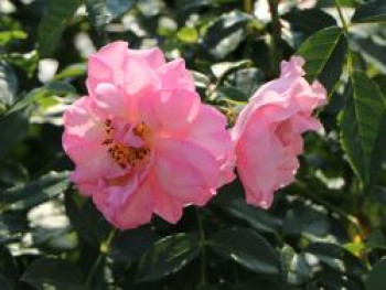 Strauchrose &#8218;Rosario&#8216; ®, Rosa &#8218;Rosario&#8216; ®, Containerware