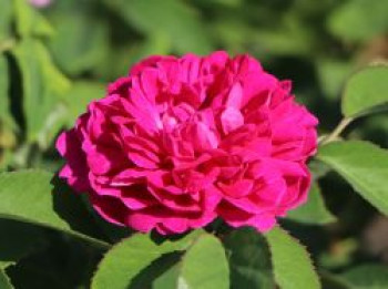 Strauchrose &#8218;Rose de Resht&#8216;, Rosa &#8218;Rose de Resht&#8216;, Containerware