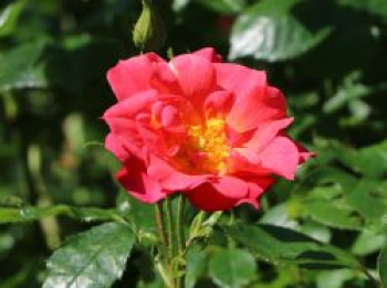 Strauchrose 'Rosenstadt Zweibrücken' ®, Rosa 'Rosenstadt Zweibrücken' ®, Containerware