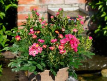 Strauchrose Rosy Boom ® &#8218;Mini&#8216;, Rosa Rosy Boom ® &#8218;Mini&#8216;, Containerware