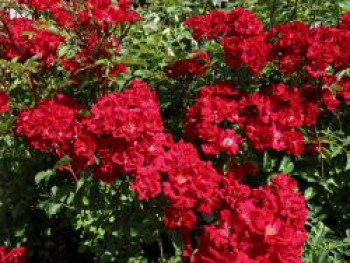 Strauchrose Rosy Boom ® (Rot), Rosa Rosy Boom ® (Rot), Containerware