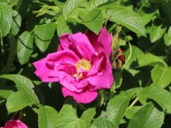 Strauchrose 'Rotes Meer', Rosa rugosa 'Rotes Meer', Containerware