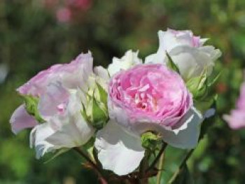 Strauchrose &#8218;Saphir&#8216; ®, Rosa &#8218;Saphir&#8216; ®, Containerware