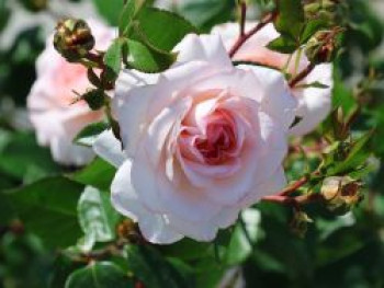 Strauchrose &#8218;Schloss Eutin&#8216; ®, Rosa &#8218;Schloss Eutin&#8216; ®, Containerware