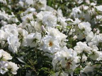 Strauchrose &#8218;Schneewittchen&#8216; ®, Rosa &#8218;Schneewittchen&#8216; ®, Containerware