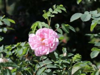 Strauchrose 'Stanwell Perpetual', Rosa 'Stanwell Perpetual', Wurzelware